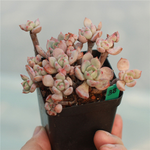 蜜桃格林老桩 多肉 一物一拍 2020.12.23拍摄   满50包邮