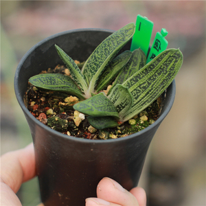 卧牛锦多肉植物