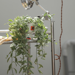 金边翡翠恋吊兰花叶翡翠室内桌面净化空气网红植物盆栽耐阴绿植