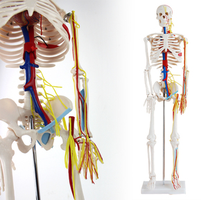 颐诺正品医用85CM人体骨骼带心脏与血管模型小针刀骨骼模型