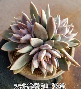 【银后一物一拍】多肉植物景天单头或群生或老桩暗纹稀有好养