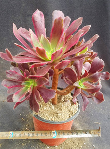 【赤霞飞一物一拍】赤霞飞法师多肉植物单头或群生或老桩法师