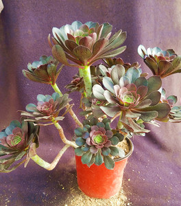 【圆叶灰法师一物一拍】多肉植物景天单头或群生或老桩法师老桩