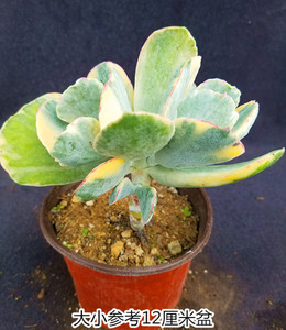 【旭波之光锦一物一拍】多肉植物景天单头或群生或老桩稀有品种