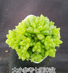 【草玉露一物一拍】草玉露多肉景天单头或群生或老桩十二卷玉露