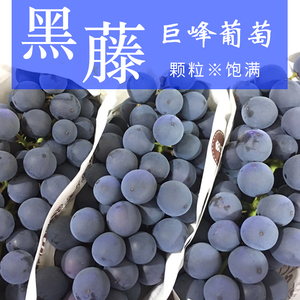 黑藤巨峰葡萄新鲜应季水果黑提子鲜嫩多汁甜度高果味浓郁5斤装