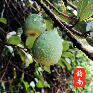 新鲜现采野生木馒头薜荔果手搓冰粉天然凉粉果木莲果霹雳果凉粉籽
