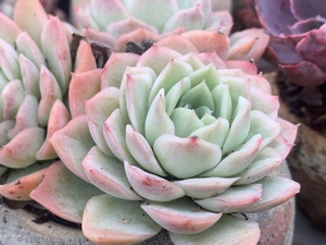 多肉植物 月影新品晶月老桩