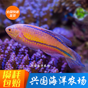 桃尾仙女龙 剑尾海水鱼活体隆头鱼吃虫子六线龙红龙黄龙红海鬼王