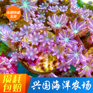 人工金边大手心花 绿芯金边大手心花珊瑚手星花珊瑚海水宠物活体