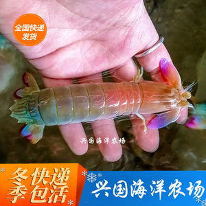 彩虹螳螂虾 雀尾活体海水鱼观赏宠物 皮皮虾海水鱼缸快递包活