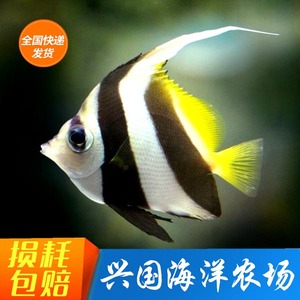 黑白关刀鱼 海水鱼活体 观赏宠物鱼神仙鱼长鳍关刀鲽鱼快递包活