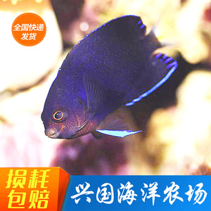 小蓝仙 侏儒仙海水鱼活体 白尾新娘神仙鱼海水观赏鱼养定快递包活