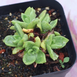 00绿体苹果叶/绿体仙女杯 老桩植物 多肉植物一物一拍 实拍昆明初锦