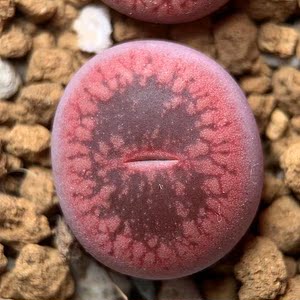 岛田酒红日轮生石花盆栽 流水纹大窗 一物一拍【丫丫精品多肉】