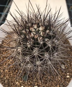 00王世佩1987淘宝多品种 种子 团扇仙人掌 紫太阳 白太阳 仙人球