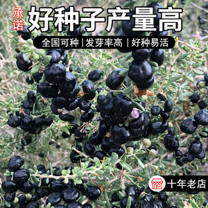 野红黑枸杞种子黑果含花青素盆栽蔬菜保健青海红枸杞籽地道多年长