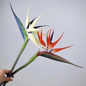 新款手感软胶尖嘴天堂鸟北欧植物家居装饰仿真花母亲节花束永生花