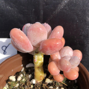 橙雪球 一物一拍 多头群生老桩 木质化杆子 精品控养奶酪多肉植物