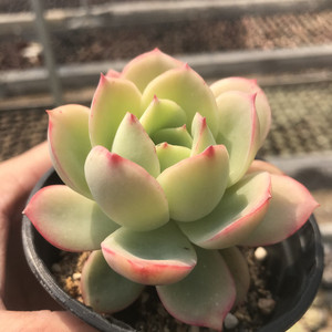 粉红贝拉 多肉植物多头群生老桩 新品稀有多肉大棵小贵货羽之园艺