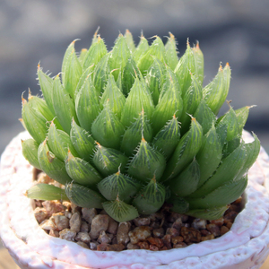 三角琉璃殿 水晶掌宝草玉露 多肉植物 水晶莲十二卷属 琉璃莲肉肉