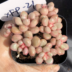 先锋派 一物一拍 多头群生老桩 木质化杆子 精品控养 多肉植物