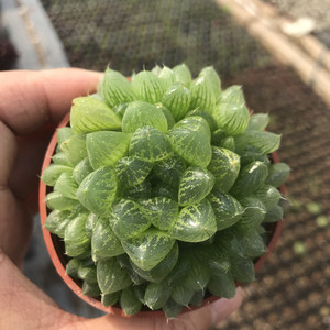 雪花玉露 多肉植物 多头群生十二卷类多肉盆栽肉肉花卉 羽之园艺