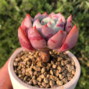 三文鱼 多肉植物 大单头 木质化老桩精品控养肉肉 带血斑明显盆栽