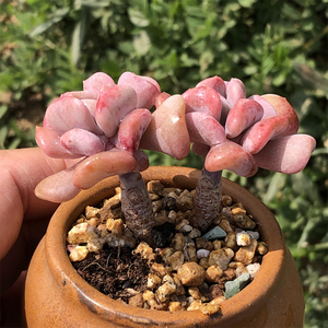 丘比特 多肉植物 粉色小老桩 精品控养多肉盆栽肉肉花卉 羽之园艺