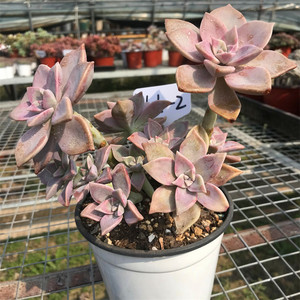 韩国初恋 一物一拍 韩彩莲 多肉植物 多头群生老桩整群紫红色多肉