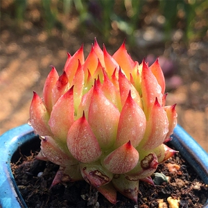 流星雨 一物一拍 多头群生老桩 木质化杆子 精品控养 多肉植物