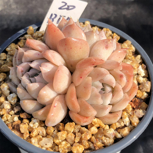 冰糖雪梨 一物一拍 多头群生老桩 木质化杆子 精品控养 多肉植物