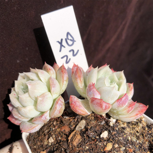 墨西哥雪球 一物一拍 多头群生老桩 木质化杆子 精品控养多肉植物