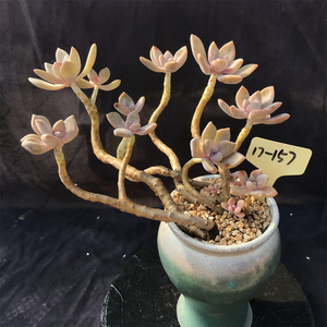 冬美人老桩一物一拍