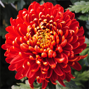 菊花苗菊园对版九月菊种苗晋州九华园彦周观赏菊·b1037 美国红