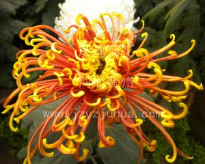 菊花苗 菊花种苗 ·a85 金鸡报晓 黄红 勾环