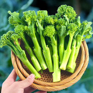 西兰苔种子西洋芥兰种籽芥蓝秋季菜苔四季阳台盆栽西兰蓝花蔬菜孑