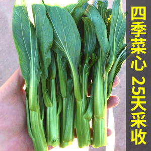 广东四九菜心种籽增城迟菜心种子四季菜苔农家耐热南方青菜蔬菜孑