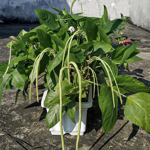 美国无架豆种子豆角种籽不搭架豇豆籽种高产农家四季蔬菜孑苗秧苗