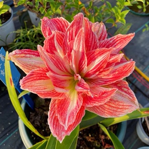 『美丽仙女/漂亮女神』朱顶红