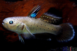 【祥凤】花骑士虾虎鱼/印度