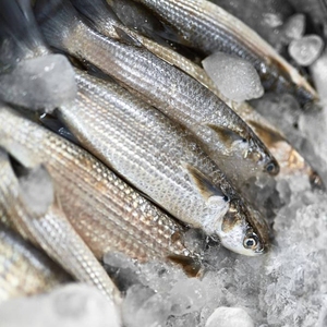 福建海捕乌头鱼鲜活冷冻海鲜水产酸菜鱼梭鱼乌鱼鲻鱼新鲜顺丰包邮