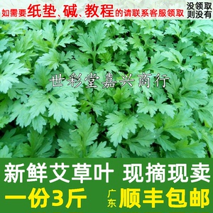 新鲜艾叶 生艾叶干艾叶草 糍粑艾粄野生艾草叶食用清明草青团野菜