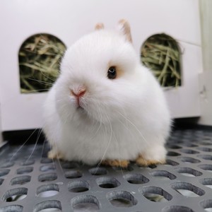 进口双血统侏儒兔小兔子活体小型茶杯兔迷你长不大宠物兔