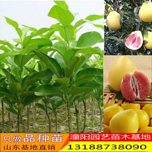 3、三红蜜柚苗：三红蜜柚苗的种植条件和方法是什么？ 