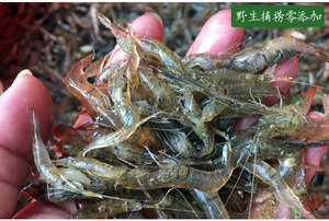 河虾苗幼苗活体淡水养殖 长臂大头虾 食用虾 观赏虾