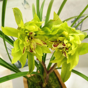 大唐盛世 春剑春兰奇花 花卉绿植盆栽兰花浓香