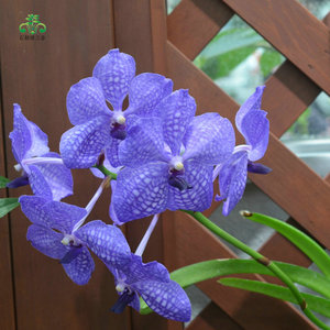 魅惑蓝色妖姬万代兰花庭院室内窗阳台办公桌盆栽绿植物大花蝴蝶兰