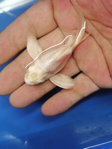 淡水观赏鱼纯血狮子头球形蝴蝶鲤幼苗6-7厘米大鳍大尾