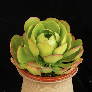 正版美国加州香炉盘法师 香炉盘老桩庭院大型多肉法师可一物一拍